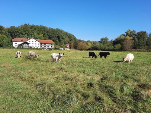 a group of animals grazing in a field at Landgasthof Rotlipp Gästezimmer in Ortenberg