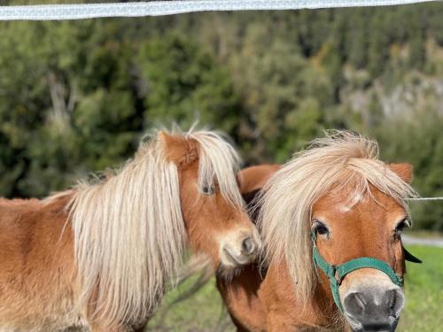 Άλλα ζώα σε αυτό το διαμέρισμα ή στη γύρω περιοχή