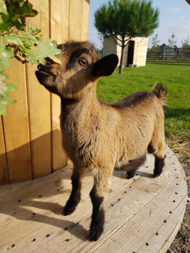 a baby goat standing on a wooden platform at GITE EN CAMPAGNE 15 min de Rennes in Saint-Gilles