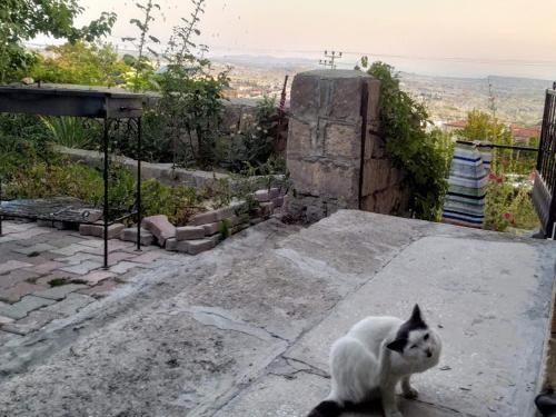 Κατοικίδιο ή κατοικίδια επισκεπτών που μένουν στο Acan Apart günlük kiralık ev daire Ürgüp