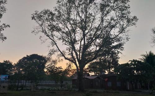 a tree in a field with the sunset in the background at ECO HOTEL LACHUA in Cobán