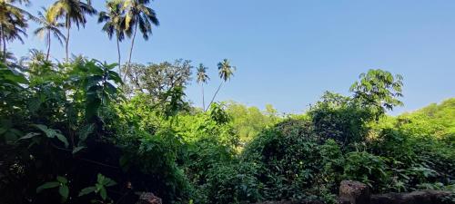a view of a jungle with palm trees at J-House, spacious apartments with balconies, Thalassa 1min away in Siolim