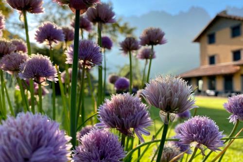 a bunch of purple flowers in a field at Hotel Eigón in Posada de Valdeón