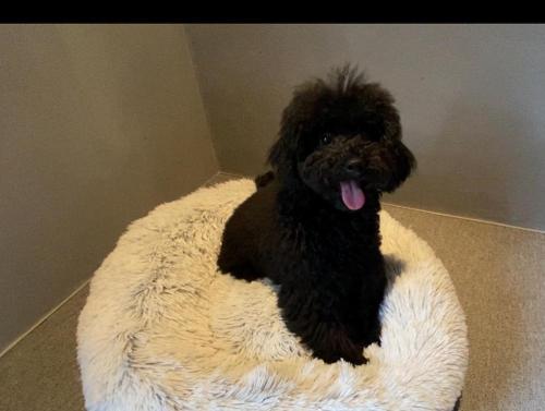 a black dog sitting on a dog bed at -1日1組限定-犬と泊まれる古民家宿 wanco minca わんこみんか in Minamiawaji