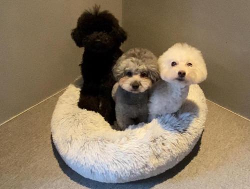 three dogs sitting on top of a dog bed at -1日1組限定-犬と泊まれる古民家宿 wanco minca わんこみんか in Minamiawaji