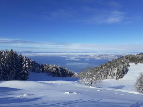 a view of a snow covered mountain with trees at CHARMANT APPARTEMENT à 150 M des THERMES et du CENTRE VILLE in Thonon-les-Bains