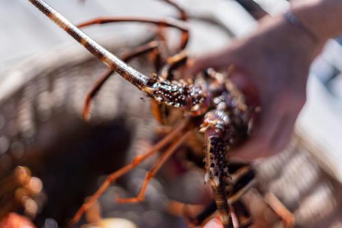 a close up of aedes aegyptiae at Sofitel Golfe d'Ajaccio Thalassa Sea & Spa in Ajaccio