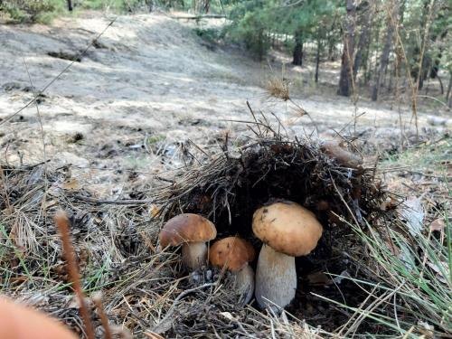 a group of mushrooms growing out of the ground at Дом в лесу на берегу Днепра для отдыха с купелью на дровах, аппартоменты in Budishche