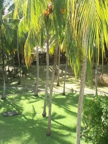 Ein Garten an der Unterkunft Studio Le Frangipanier