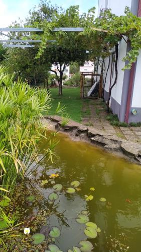 a garden with a pond with lily pads in it at Casa do Lago in Vila de Rei
