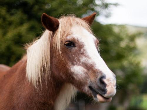 un primer plano de un caballo blanco y marrón en Cab'ânes du Pibeste, en Ségus