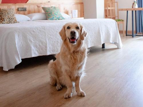 a brown dog sitting in front of a bed at Hotel San Miguel in Gijón
