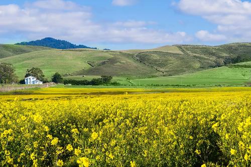 a field of yellow flowers with hills in the background at Beach Villa Home - Walk to Beaches Trails Restaurants Activities & more in Half Moon Bay