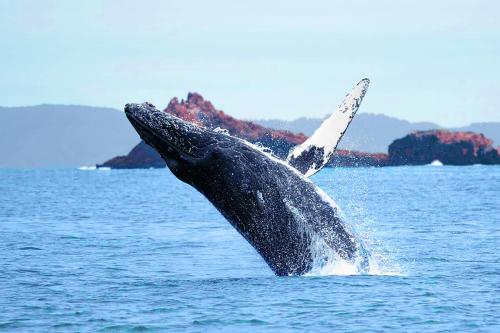 a humpback whale jumping out of the water at Beach Villa Home - Walk to Beaches Trails Restaurants Activities & more in Half Moon Bay