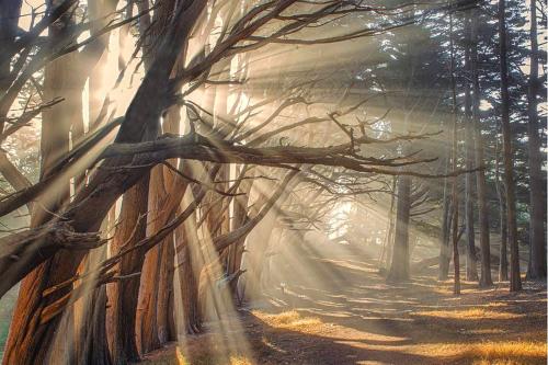 a misty forest with trees and a trail at Beach Villa Home - Walk to Beaches Trails Restaurants Activities & more in Half Moon Bay