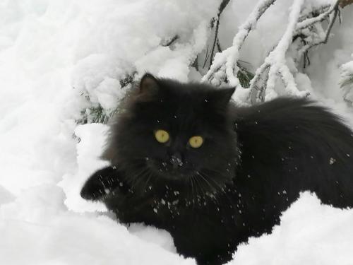 a black cat with yellow eyes laying in the snow at Žbogar in Rateče