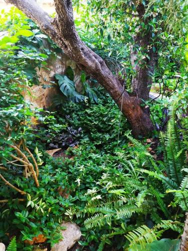a branch of a tree with green plants at Olive Lemon Biophilic House & Lush Forest Garden in Vamos
