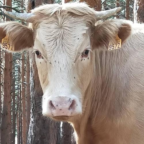 a cow with tags in its ears is looking at the camera at Posada el Campanario in Rascafría