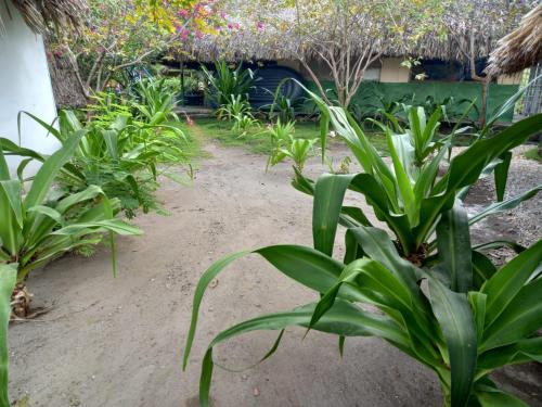 Jardin de l'établissement ECOHOTEL LAS FLORES Econativo