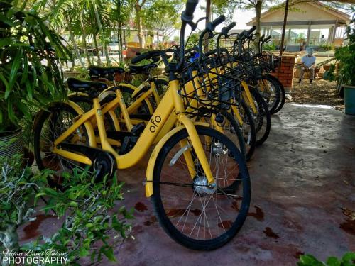a row of yellow bikes parked next to each other at Tamteh Homestay in Ayer Hitam