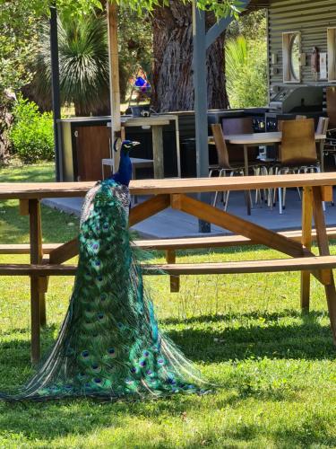 Zahrada ubytování Halls Haven Holiday Units