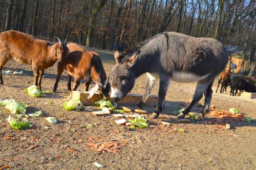 Animales en la casa de huéspedes o alrededores