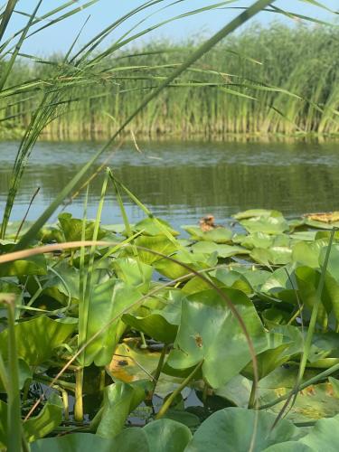 a bunch of green leaves on a body of water at Laguna Nuferilor Habitat in Somova