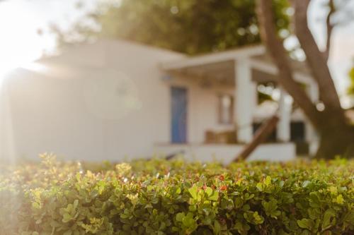 a group of bushes in front of a house at Nachsholim Beach Hotel in Nachsholim
