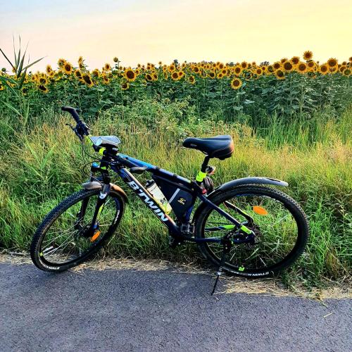 a bike parked in front of a field of sunflowers at Ubytování U Špačků Pálava in Novosedly