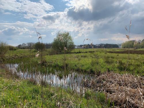 a field with a pond and kites flying in the sky at Boeren Maison in Wedde