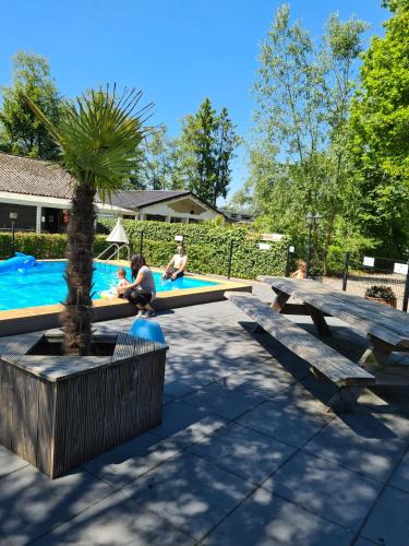 a group of people sitting around a pool with a palm tree at Casa Ibiza is vakantie in Drenthe in Schoonebeek