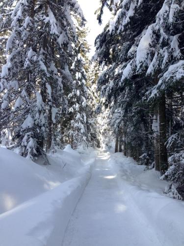 a snow covered path through a forest with snow covered trees at Ferienhaus Chalet Kitzalp in Sankt Johann in Tirol