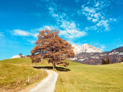 a tree on a field with a dirt road at Ferienhaus Chalet Kitzalp in Sankt Johann in Tirol
