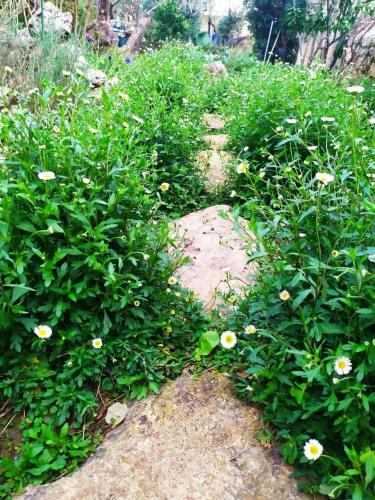 a garden with yellow flowers and grass and a rock at Olive Lemon Biophilic House & Lush Forest Garden in Vamos