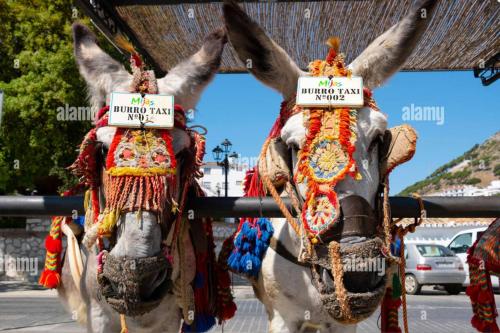 two donkeys dressed up in costumes with signs on their heads at Casa Carolina - This One in Higuerón with Quality and Peace in Mijas
