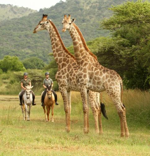 two giraffes and two people riding horses in a field at Pakamisa Private Game Reserve in Pongola