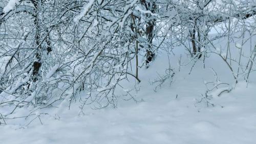 einen schneebedeckten Wald mit schneebedeckten Bäumen in der Unterkunft Marko'S Apartments in Kopaonik