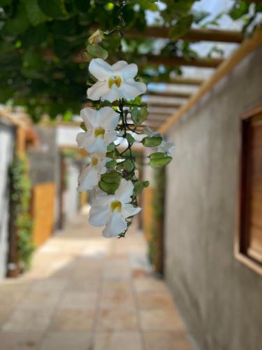 a bunch of white flowers hanging from a building at Chalé Palhano Beach in São Miguel dos Milagres