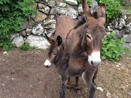 a baby donkey standing next to its mother at Bauernhof Hof Unternberg in Magrè allʼ Adige