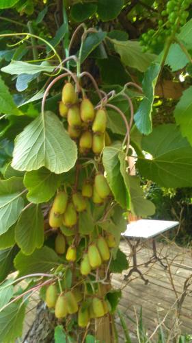 a bunch of green fruit on a tree at La maison O kiwis - Chambres d'hôtes in Saint-Denis-lès-Martel