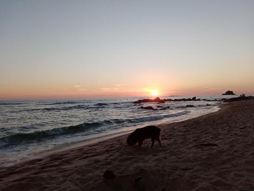 a dog digging in the sand on the beach at sunset at South Sea Villa in Midigama