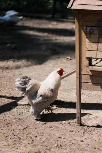 a chicken standing next to a bird house at Agriturismo Ma Che Bel Castello in Mombaruzzo