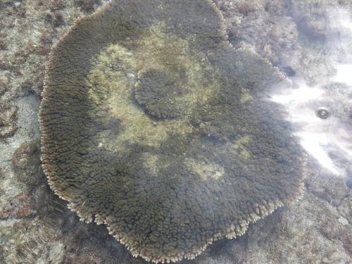 a stingray laying on the ground in the water at Minshuku Myojoso in Yoron