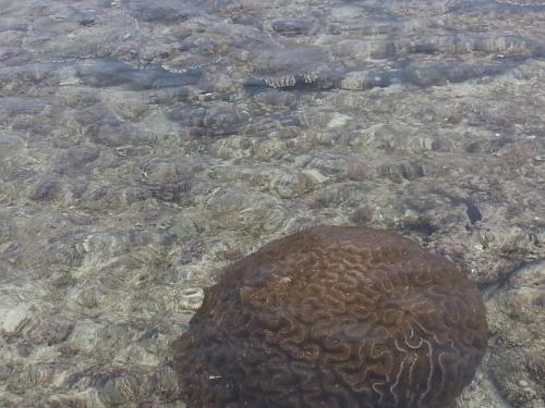 a large rock in the water with algae at Minshuku Myojoso in Yoron