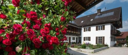 Une bande de roses rouges devant une maison dans l'établissement Ferienwohnung Lacherhof, à Seehausen am Staffelsee