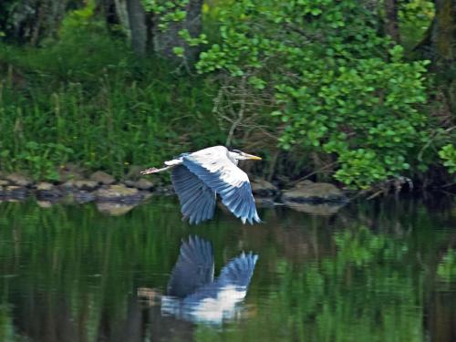 a bird flying over a body of water at Holiday Home Lochness by Interhome in Contin
