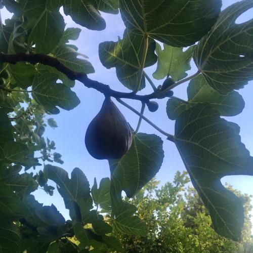 Κήπος έξω από το Finca Fahala
