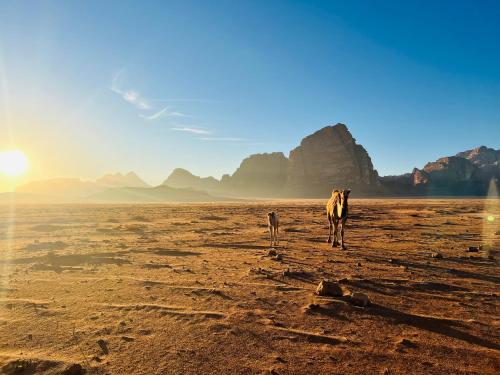 a cow and calf walking in the desert at Shakria Bedouin Life Camp in Wadi Rum