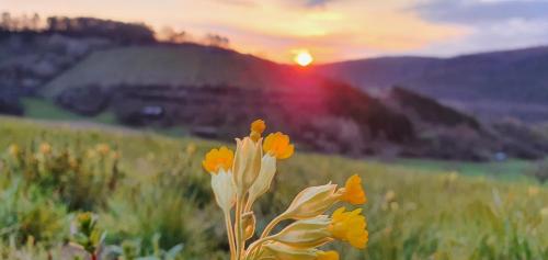 a flower in a field with the sunset in the background at Gasthaus & Hotel Drei Lilien in Werbach