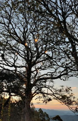 a tree with christmas lights in the branches at Pousada Village Por do Sol by Concavus in Campos do Jordão